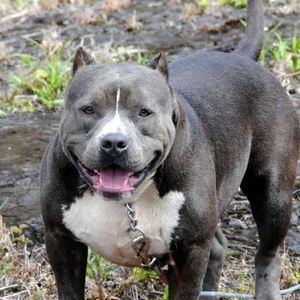 Meet your Posher, Alvina